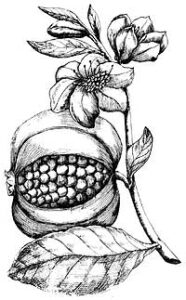 Pomegranate Botanical Illustration